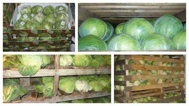 Как хранить капусту в погребе и домашних условиях: способы сохранить свежей