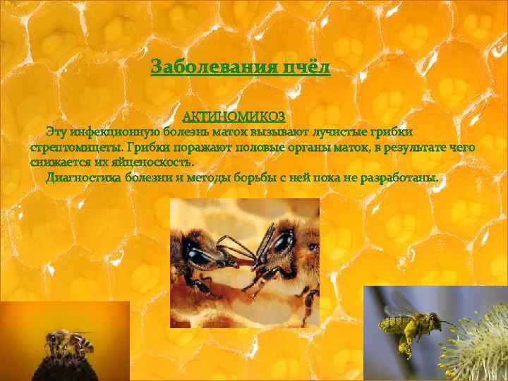 Браулез пчел: диагностика, лечение и профилактика