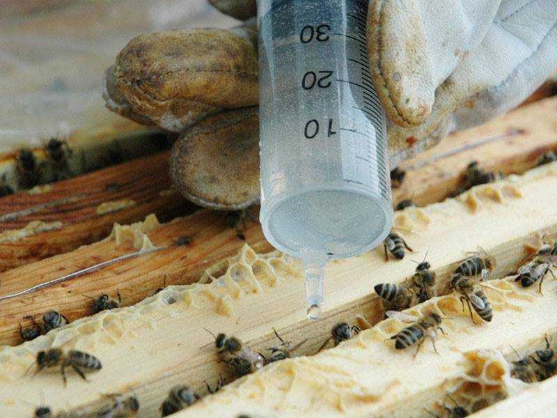 Браулёз | болезни взрослых пчёл | сайт медовик