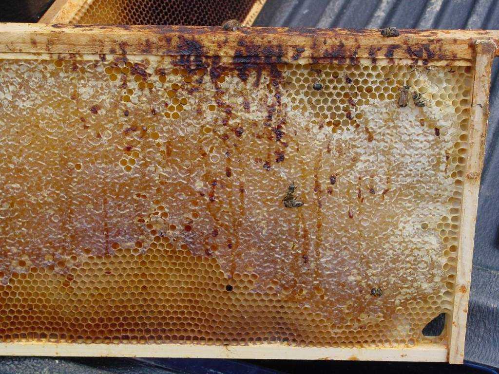 Болезни пчел и расплода: классификация и признаки заболеваний