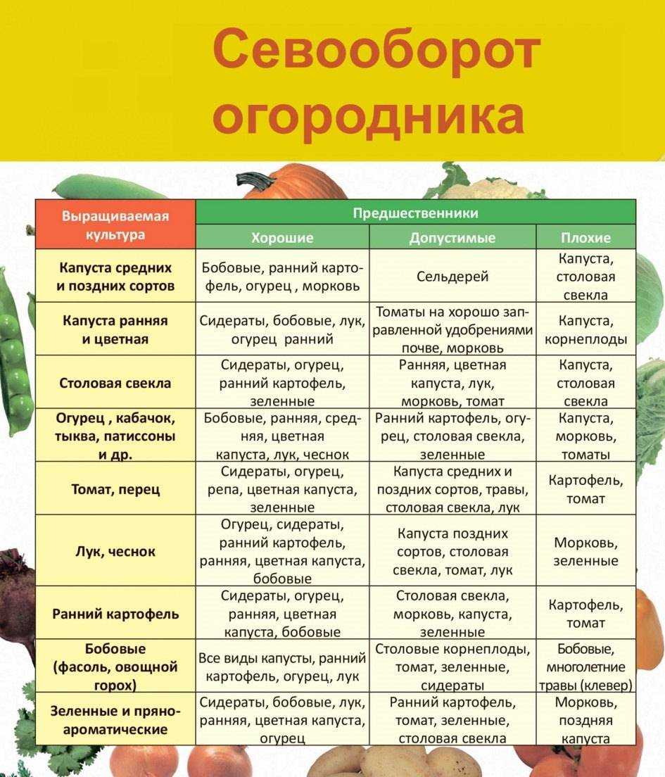 Арбуз обыкновенный (столовый) – citrullus vulgaris schard.семейство тыквенные – cucurbitaceae