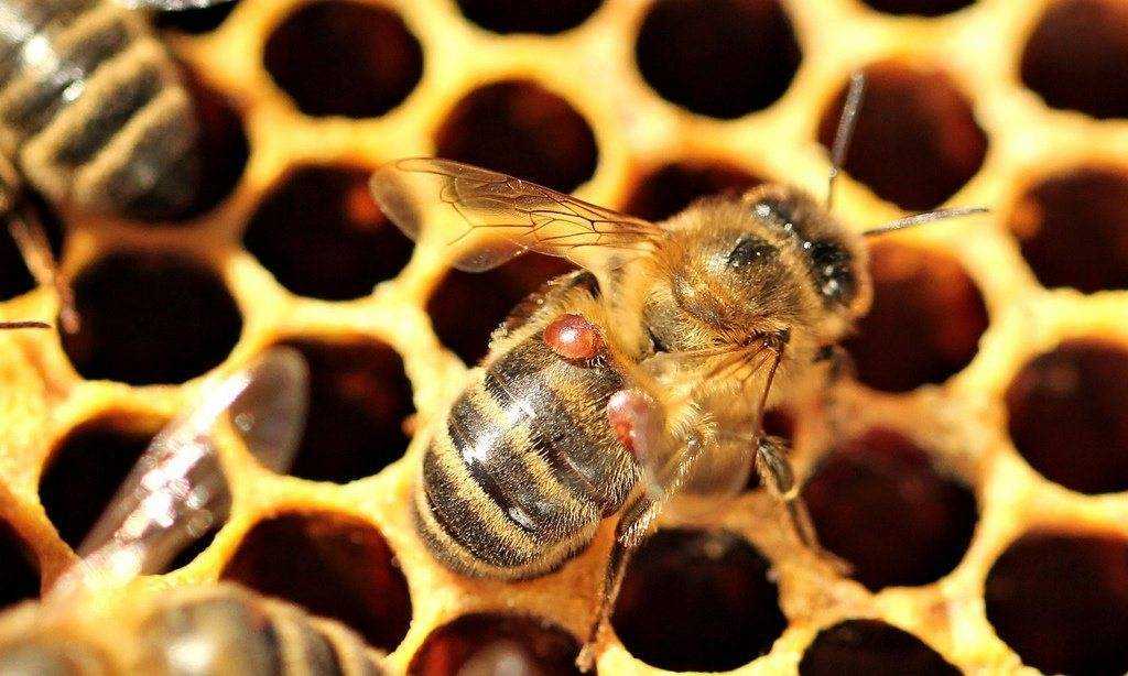Пчелиная вошь: внешний вид и развитие паразита, эффективные способы борьбы