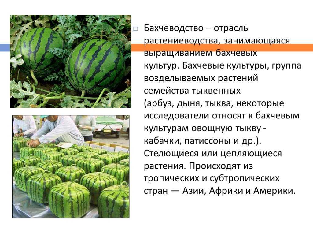 Разнообразие форм и расцветок арбуза: советы по выбору сортов для выращивания