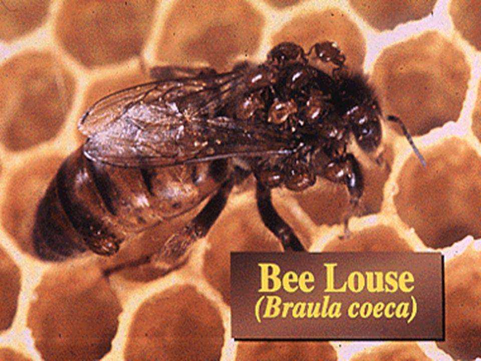 Браулез пчел: лечение и профилактика - медовое место