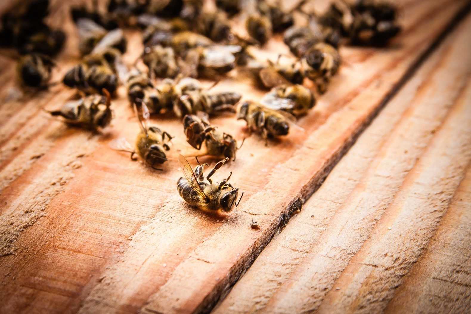 Заболевания пчел: симптомы и лечение