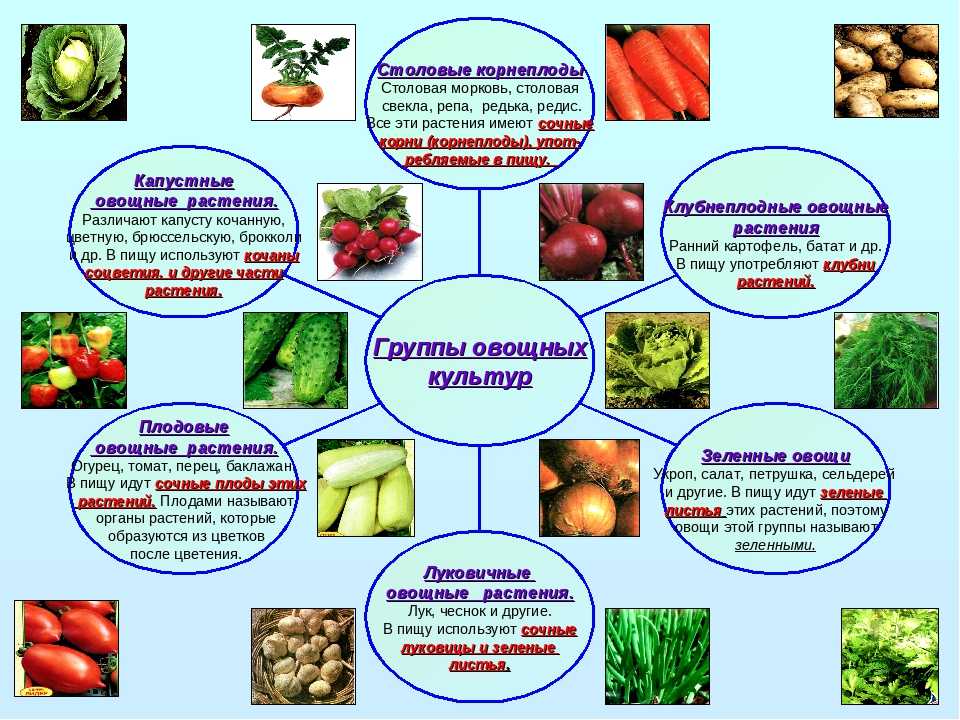 Кормовой арбуз: как отличить от столового, как выглядит (фото), для каких животных применяется