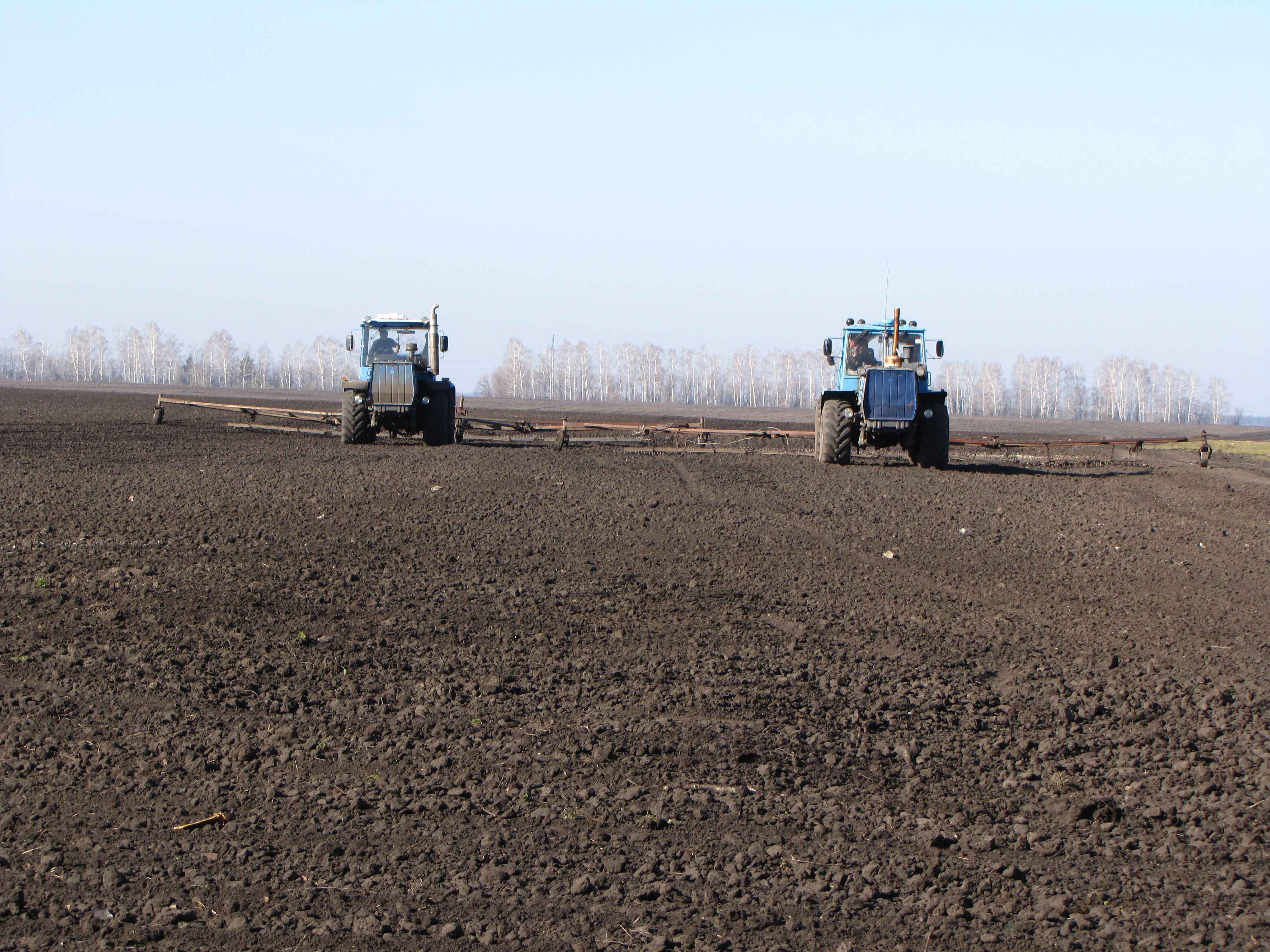 Технология выращивания озимой пшеницы: когда и как сеять