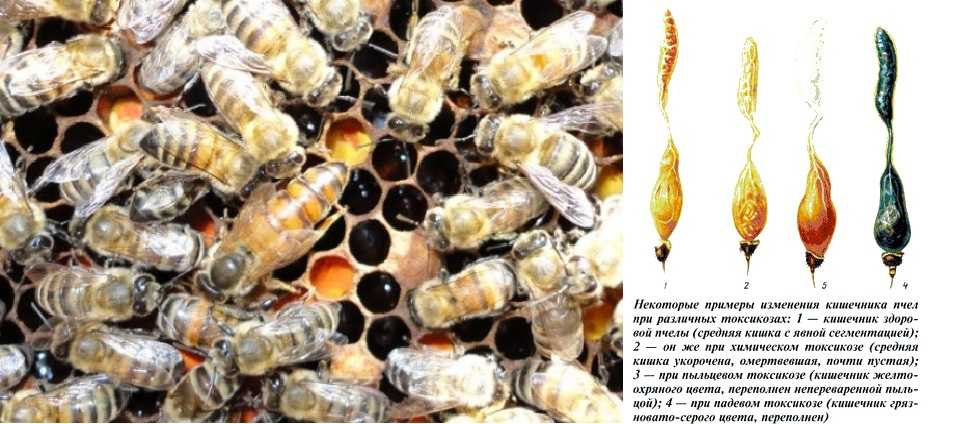 Признаки и лечение опасных болезней пчёл