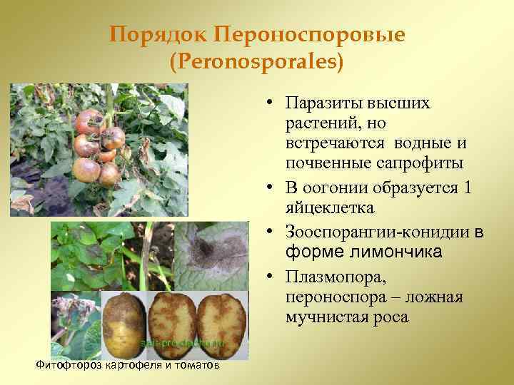 Пероноспоровые | справочник пестициды.ru