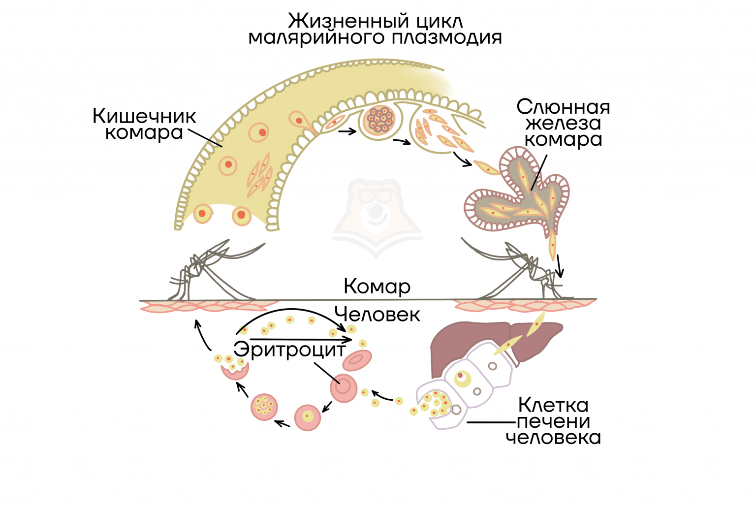 Деформационно-отечный тип старения лица - фото: как бороться и избавляться от признаков увядания