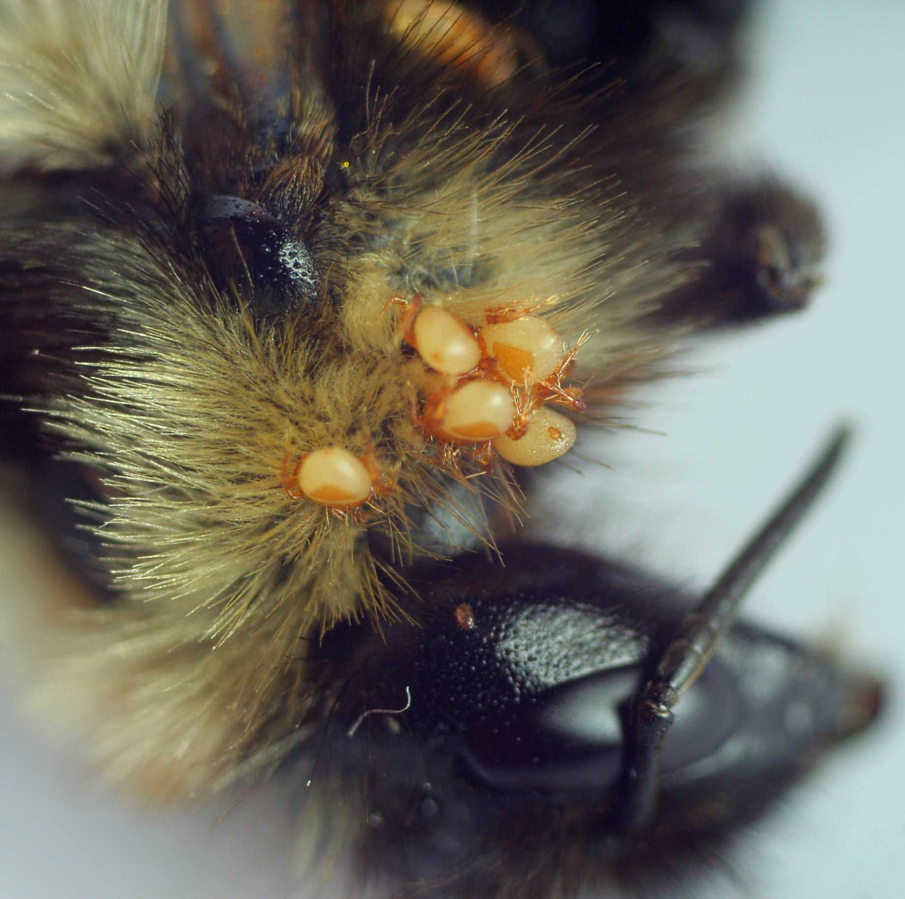 Болезни пчел и расплода: гнильцы, паразитарные заболевания, вирусы и инвазивные болезни - краткое описание