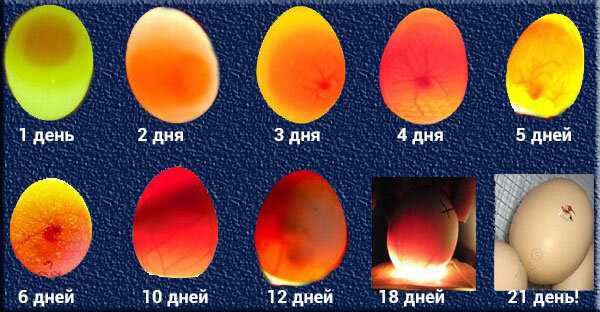 Температура яйца на разных стадиях развития эмбриона в инкубаторе