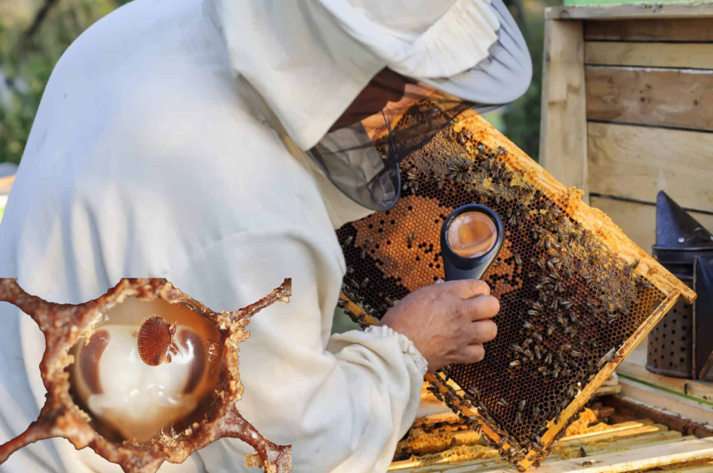 Болезни пчёл: признаки, лечение и профилактика