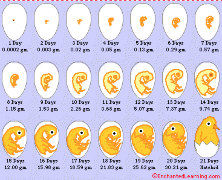 Влияние различной влажности во время инкубации на эмбриональное и постэмбриональное развитие цып