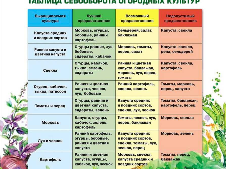 Бахчевые культуры