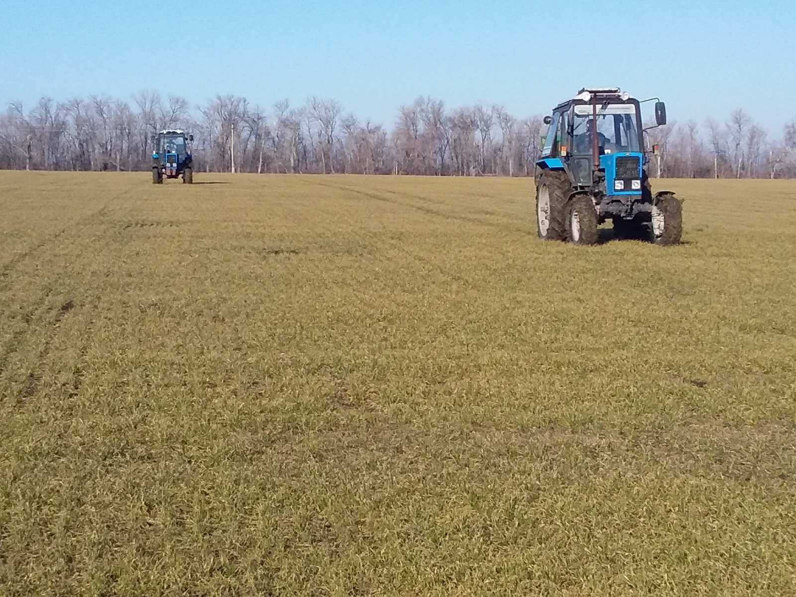 Чем обработать озимую пшеницу перед посевом?