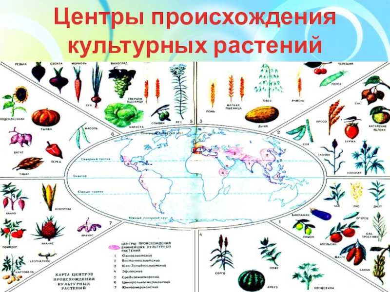 Реферат - центры происхождения культурных растений и их многообразие - скачать бесплатно