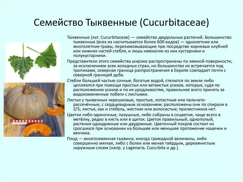 Топ-20 лучших сортов арбузов