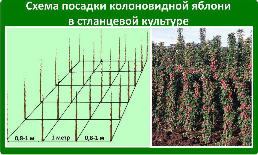 Колоновидные яблони: особенности и правила осенней посадки саженцев. видео — ботаничка