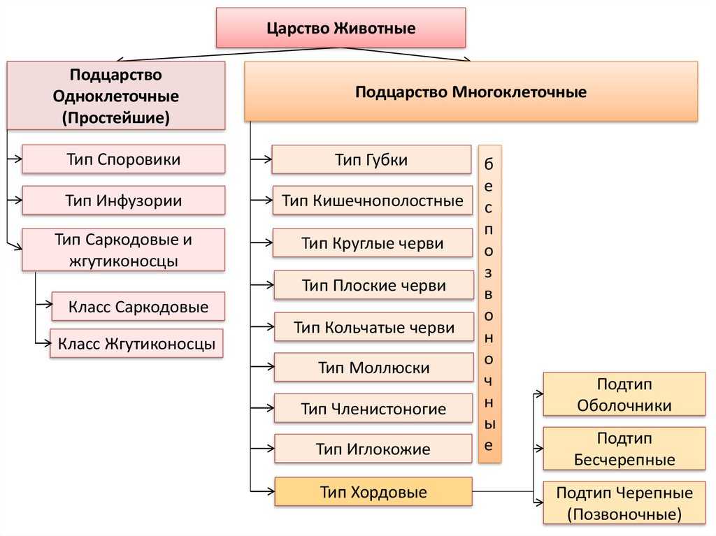 Систематика и классификация животных.