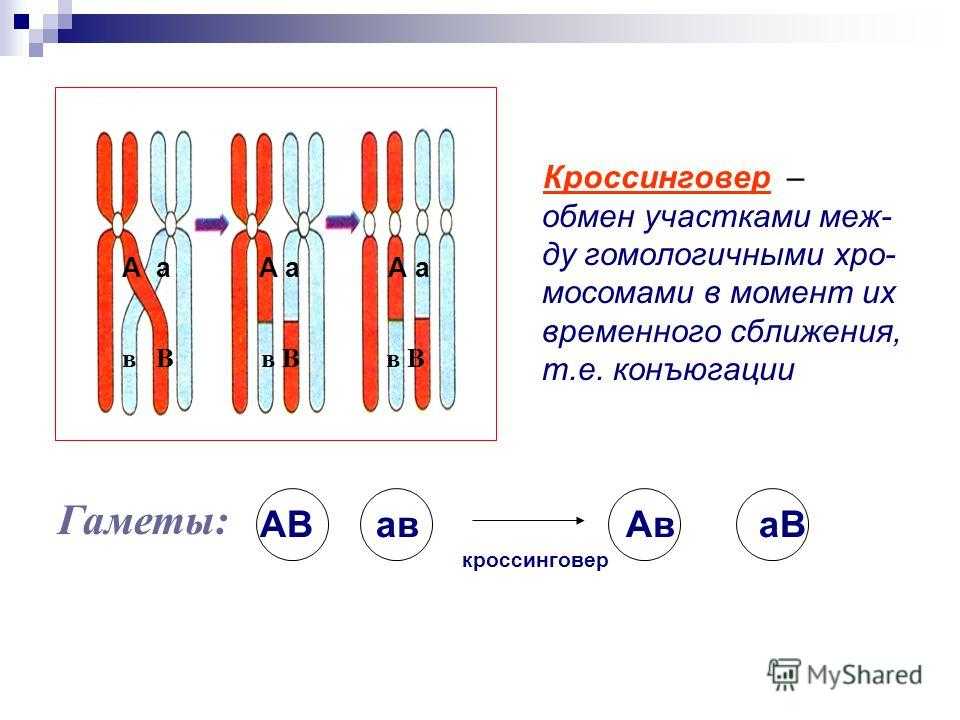 Основные генетические понятия. закономерности наследственности. генетика человека. | егэ по биологии