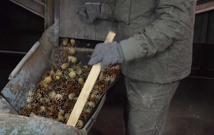 Выращивание голубой ели из шишки – проще, чем кажется