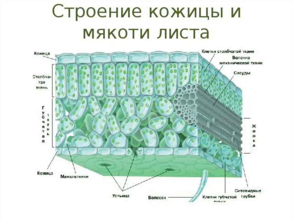 Экологические группы растений. конспект биология. подготовка к егэ, огэ, дви