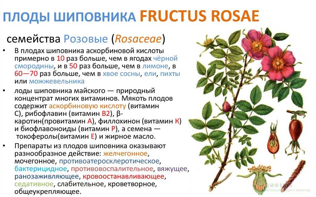 Как хранить плоды шиповника в домашних условиях. хранение шиповник в сухом и замороженном виде - onwomen.ru