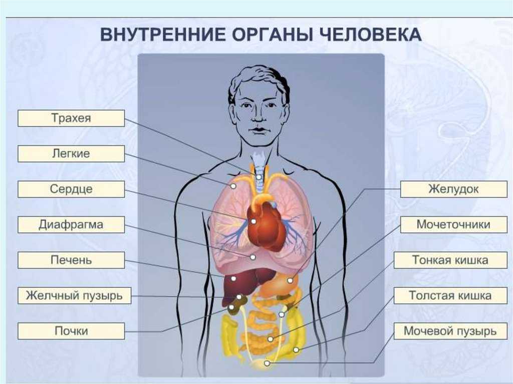 «рудиментарные» органы: что они доказывают?