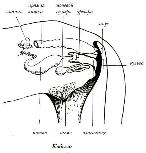 Акушерская физиология. анатомия половых органов самок презентация, доклад, проект