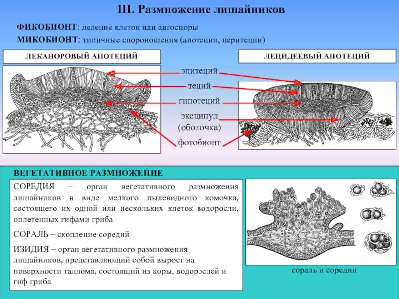 Грибы, друзья и враги человека
