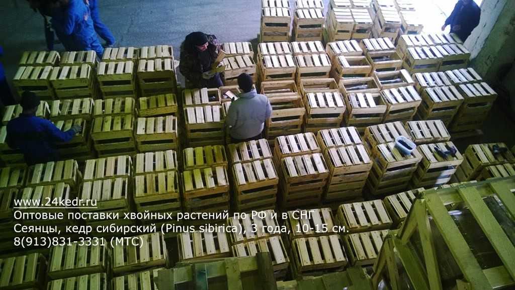 Выращивание кедра из семян в домашних условиях: пошаговая инструкция