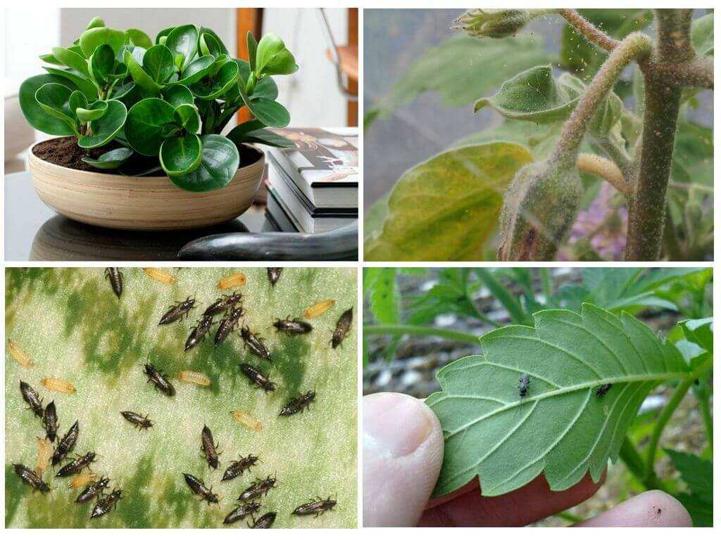 Цветок который ест мух: как называется и чем питается ещё?