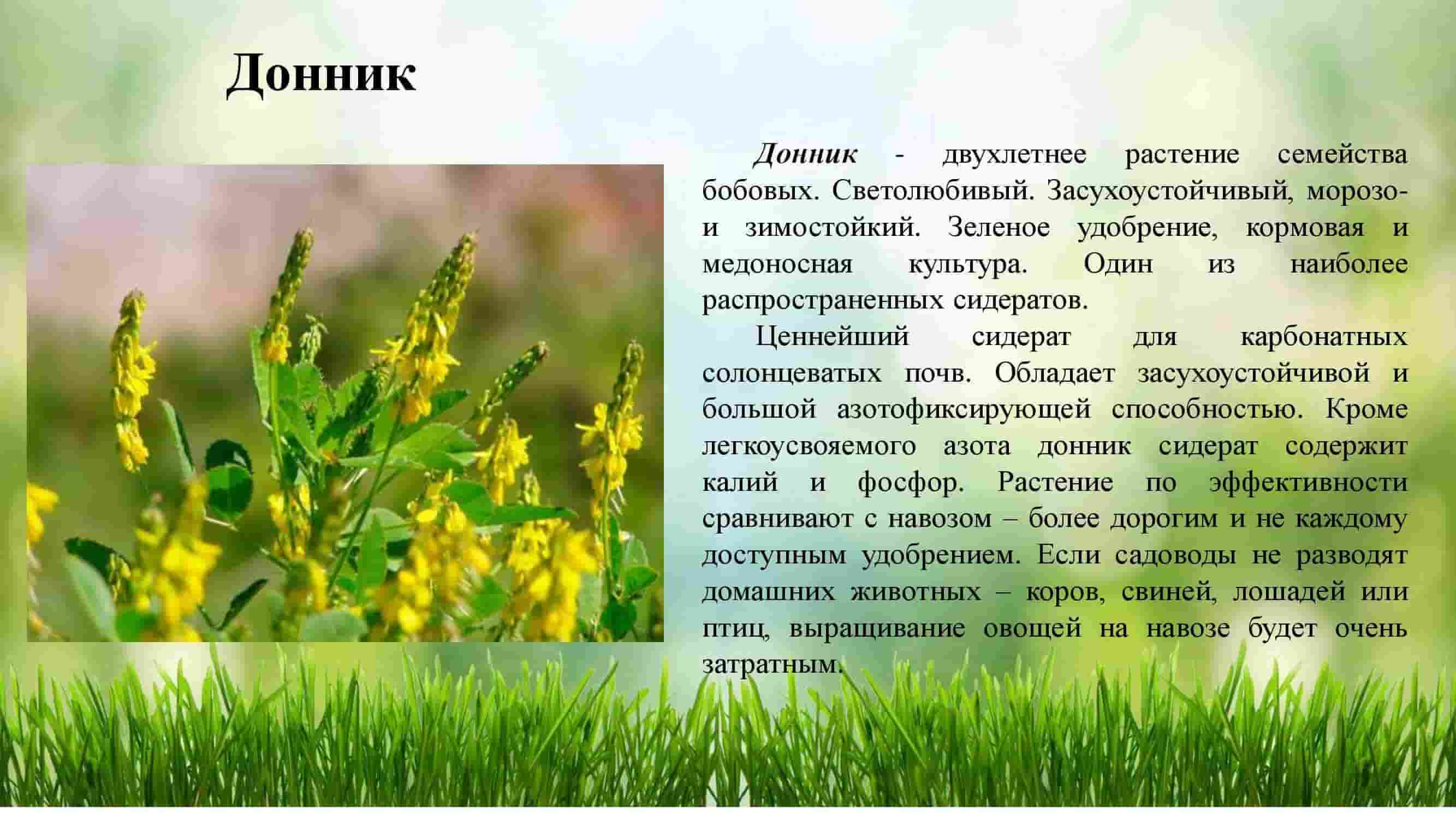 Как сеять донник. донник сидерат: когда посеять и чем хорош для растений белый и желтый