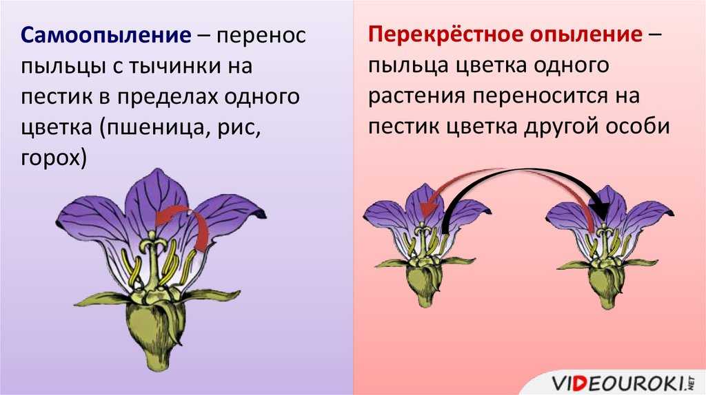 Селекция растений — конспект (часть 1)