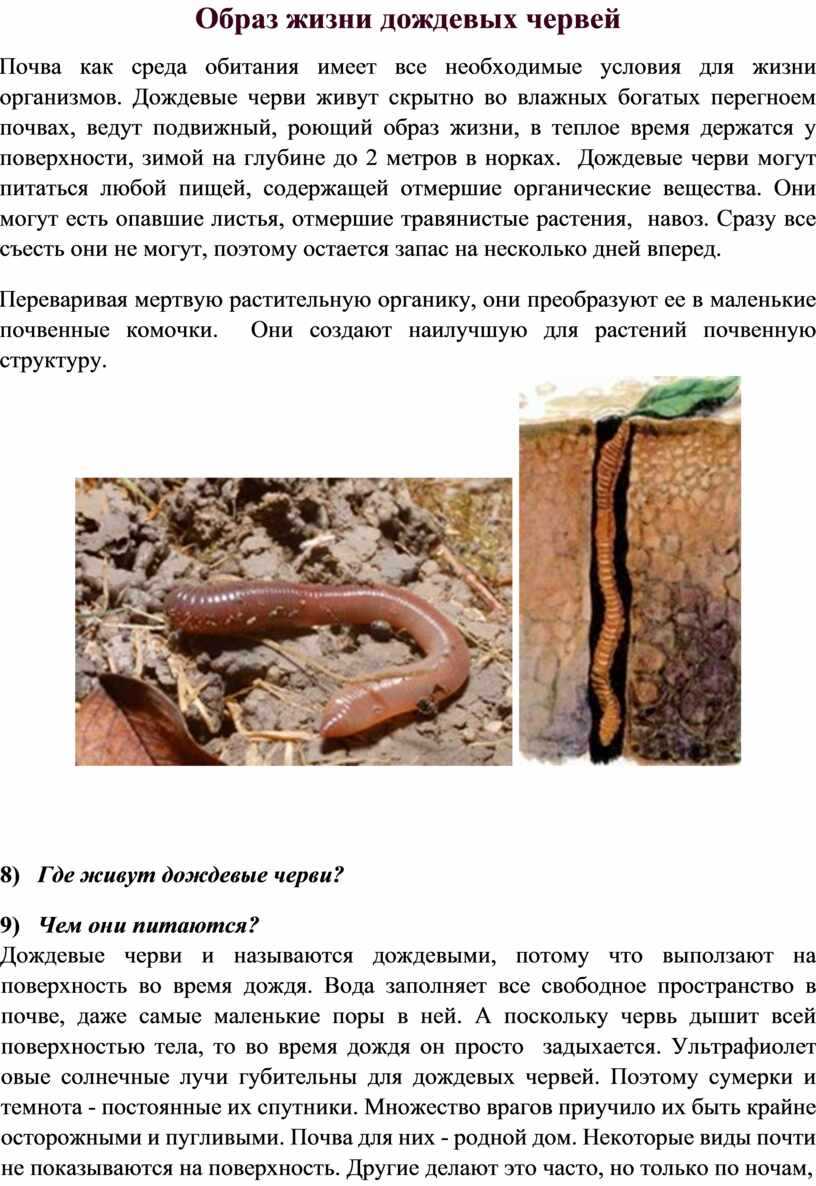 Польза и вред дождевых червей на огороде