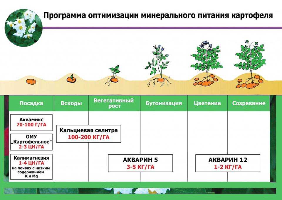 Потребление минеральных веществ по фазам вегетации – физиология минерального питания