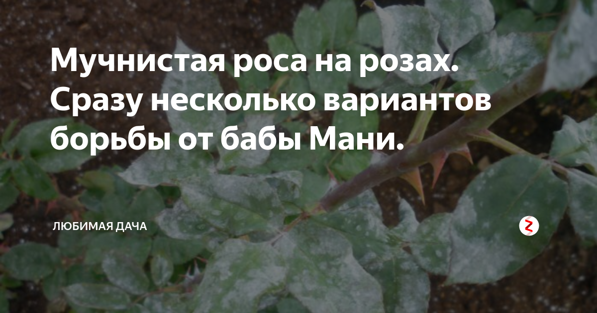 Болезни дубов: признаки, лечение, профилактика