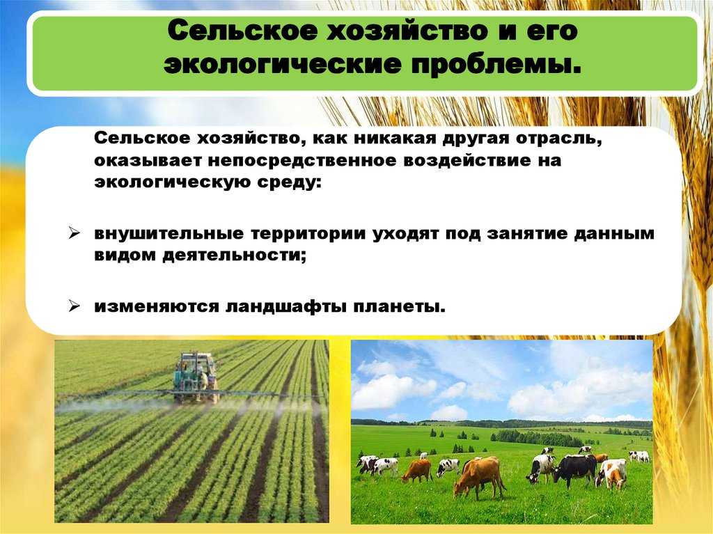 Сортовые ресурсы и повышение конкурентоспособности продукции растениеводства
