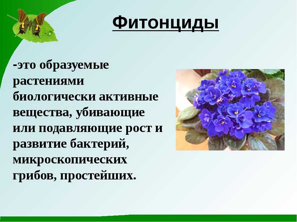 Грибы, болезни растений и устойчивость к болезням - болезни растений
вызывается паразитными грибами