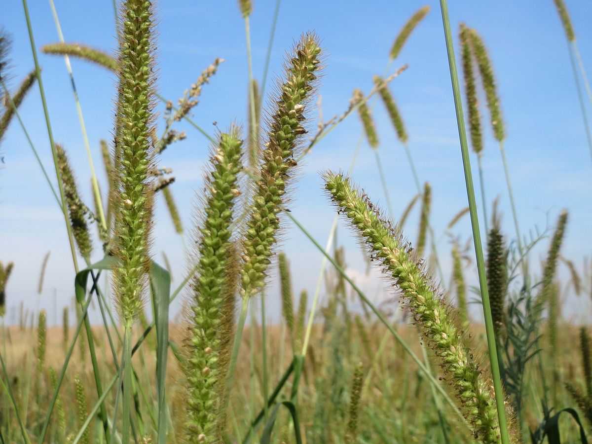 Красивый злак лисохвост у вас на даче