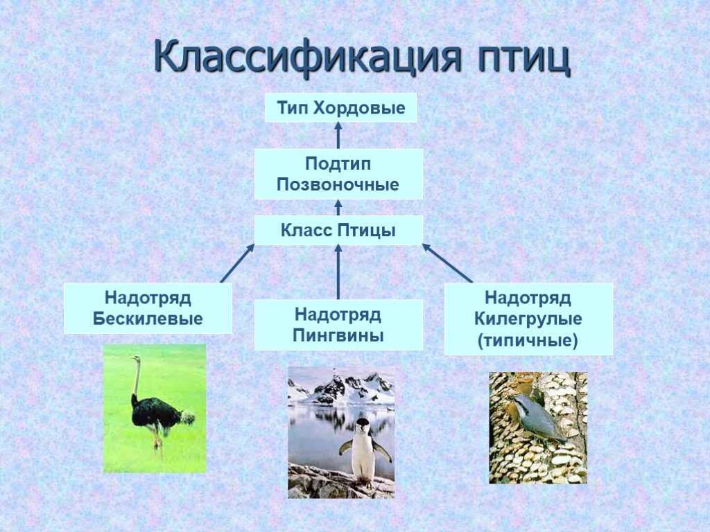 Класс птицы. птицы — теплокровные позвоночные животные. внешнее строение. пищеварительная система. дыхание. органы кровообращения. размножение и развитие птиц. строение яйца птицы. кочевки и перелеты птиц.
