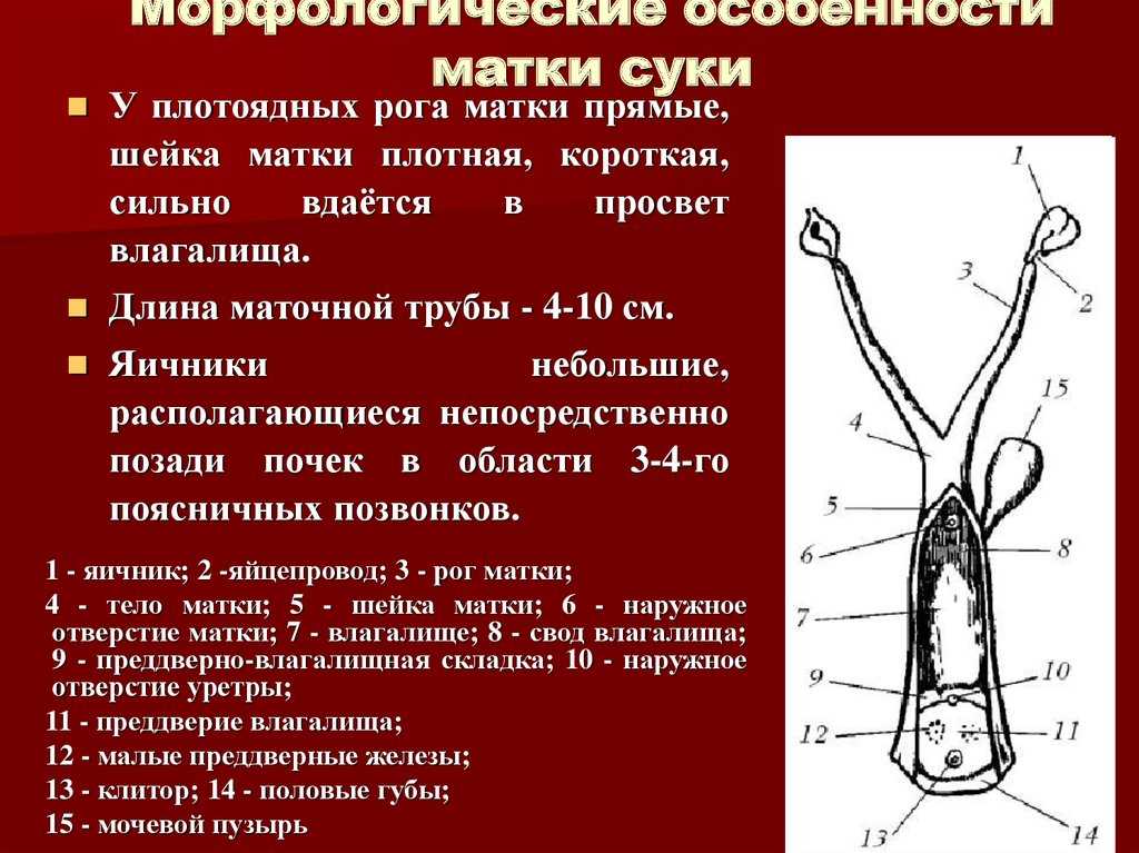 Акушерская физиология. анатомия половых органов самок презентация, доклад, проект на тему