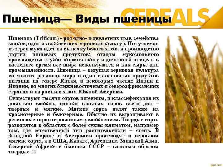 Влияние влажности зерновых материалов на их истечение из бункера наибольшего расхода
