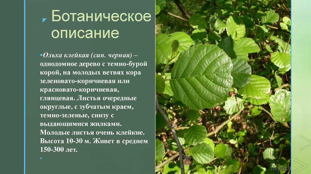 Ольха черная: выращивание дерева с описанием