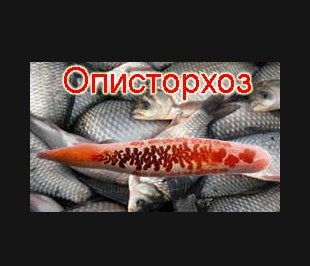 Описторхоз у собак – паразитарное заболевание