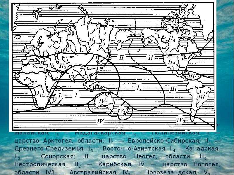 Глубоководные биомы - характеристики отдельных биогеографических регионов - разные схемы районирования - биогеография пелагиали мирового океана