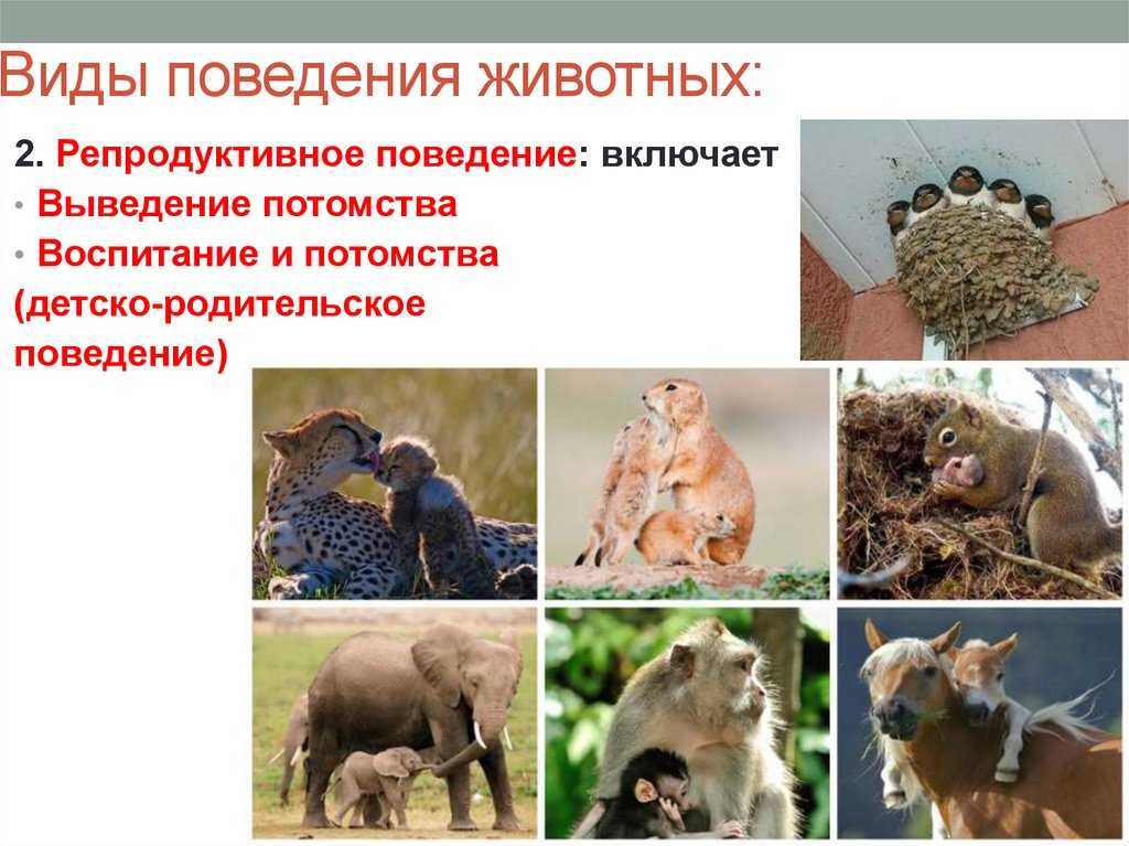 Этология с основами зоопсихологии (2-е издание, стереотипное) иванов а.а.