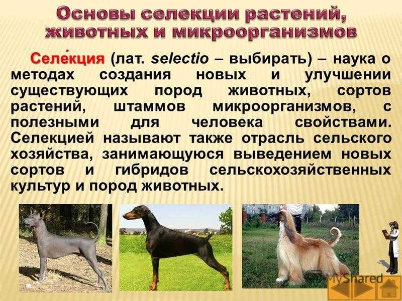 Селекция, основы селекции