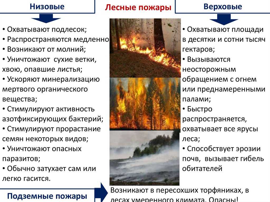 Лесные пожары: виды, классификация, категории, причины, последствия, этапы ликвидации, мониторинг и ответственность
